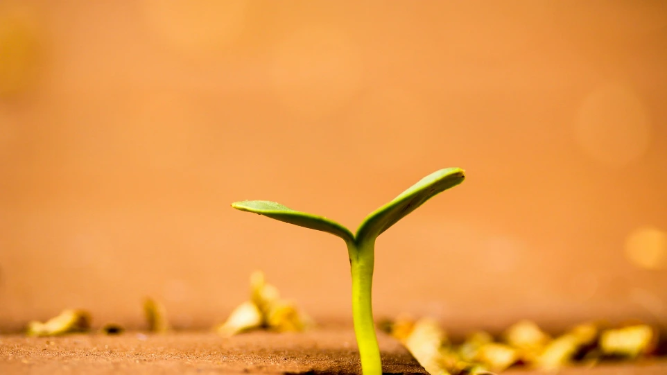 a small plant growing out of the ground